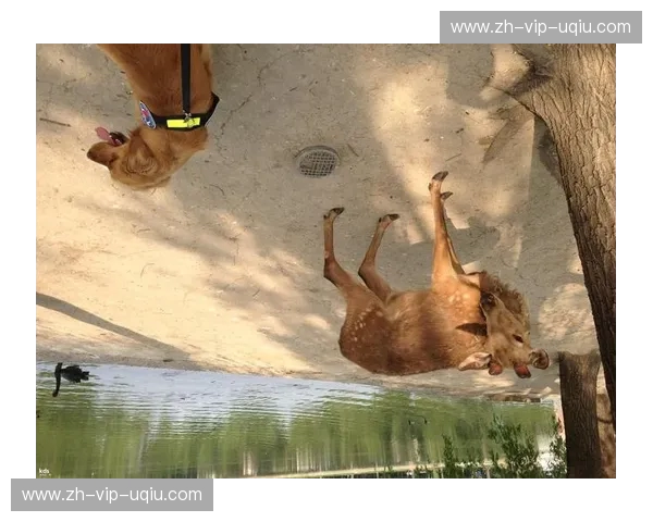 众神黄昏还是新王加冕？当全世界开始围剿美国男篮，这才是奥运最硬核的浪漫